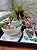 Jardim Zen completo - Imagem 7