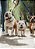 Coleira Com Alça E Guia De 1,20m Vários Modelos Cães E Gatos - Imagem 2