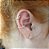 PIERCING CONCH 1,18G ZIRCONIAS FUND - Imagem 2