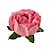 Forminha para Doces Finos - Bela Rosa Seco 1 - 30 unidades - Decora Doces - Rizzo - Imagem 1