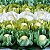 Forminha para Doces Finos - Tulipa - Tons Pin Art - Verde - 25 unidades - Maxiformas - Rizzo - Imagem 3