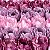 Forminha para Doces Finos - Adelle - Tons Pint Art - Vinho/Cassis/Lilas - 25 unidades - Maxiformas - Rizzo - Imagem 2