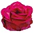 Forminha para Doces Finos - Magnólia Pink - 30 unidades - Decora Doces - Rizzo Festas - Imagem 1