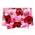 Papel de Seda - 49x69cm - Belle - 10 folhas - Rizzo Embalagens - Imagem 1