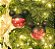 Kit Bolas Minnie Poá 8cm - 04 unidades Natal Disney - Cromus - Rizzo - Imagem 1