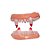 Dentadura de Vampiro - 1 unidade - Rizzo - Imagem 1
