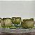 Forminha para Doces Finos - Rainha Verde Oliva Claro - 30 unidades - Decora Doces - Rizzo - Imagem 1