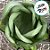 Forminha para Doces Finos - Rainha Pistache Clarissimo - 30 unidades - Decora Doces - Rizzo - Imagem 2