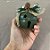 Enfeite Decorativo De Natal - Sino Verde - 8cm - 1 unidade - Rizzo - Imagem 3