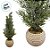 Mini Árvore Pinheiro Nevado No Vaso - 35cm - 1 unidade - Rizzo - Imagem 2