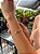 Pulseira Trevo Verde 10mm - Imagem 8