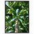 Quadro Decorativo Tropical Copa Palmeiras - Imagem 5