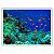 Quadro Decorativo Peixes Coloridos no Coral - Imagem 4