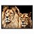 Quadro Decorativo Casal de Leões na Horizontal - Imagem 5