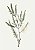 Tea Tree / Melaleuca 10ml - Imagem 2