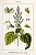 Sálvia Sclarea 10ml - Imagem 2