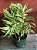 Pleomele Variegata - Imagem 1
