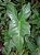 Phiolodendron Nadruzianum - Imagem 2