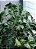Phiolodendron Nadruzianum - Imagem 3
