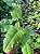 Phiolodendron Nadruzianum - Imagem 1