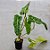 Philodendron Paraiso Verde - Imagem 4