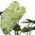 Philodendron Paraiso Verde - Imagem 3