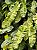 Philodendron Paraiso Verde - Imagem 1