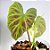 Philodendrom Verrucosum - Imagem 3