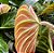Philodendrom Verrucosum - Imagem 4