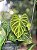 Philodendrom Verrucosum - Imagem 2