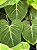Philodendron Gloriosum - Imagem 1