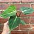 Philodendron Gloriosum - Imagem 3