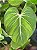 Philodendron Gloriosum - Imagem 2