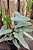 Philodendron Hastatum ´Silver Sword` - Imagem 4