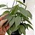 Philodendron Hastatum ´Silver Sword` - Imagem 5