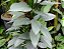 Philodendron Hastatum ´Silver Sword` - Imagem 3