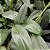 Philodendron Hastatum ´Silver Sword` - Imagem 1