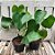 Philodendron MIcrostictum - Imagem 3