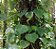Philodendron MIcrostictum - Imagem 2