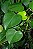 Philodendron MIcrostictum - Imagem 1