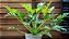 Philodendron Xanadu - Imagem 3