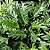 Philodendron Xanadu - Imagem 1