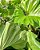 Philodendron Danteanum - Imagem 2