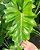 Philodendron Danteanum - Imagem 1