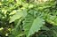 Philodendron Danteanum - Imagem 3
