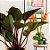 Philodendron  Red Beauty - Imagem 3