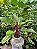 Philodendron  Red Beauty - Imagem 1