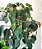 Philodendron Micans - Imagem 2