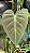Philodendron Micans - Imagem 1