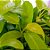 Philodendron Lemon Line - Imagem 3